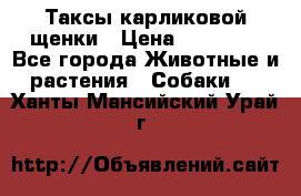 Таксы карликовой щенки › Цена ­ 20 000 - Все города Животные и растения » Собаки   . Ханты-Мансийский,Урай г.